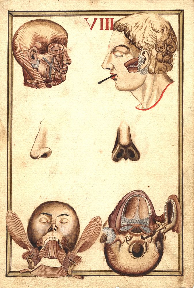 Views of human head, including muscles, nose, ear, and jaw. Original public domain image from Flickr