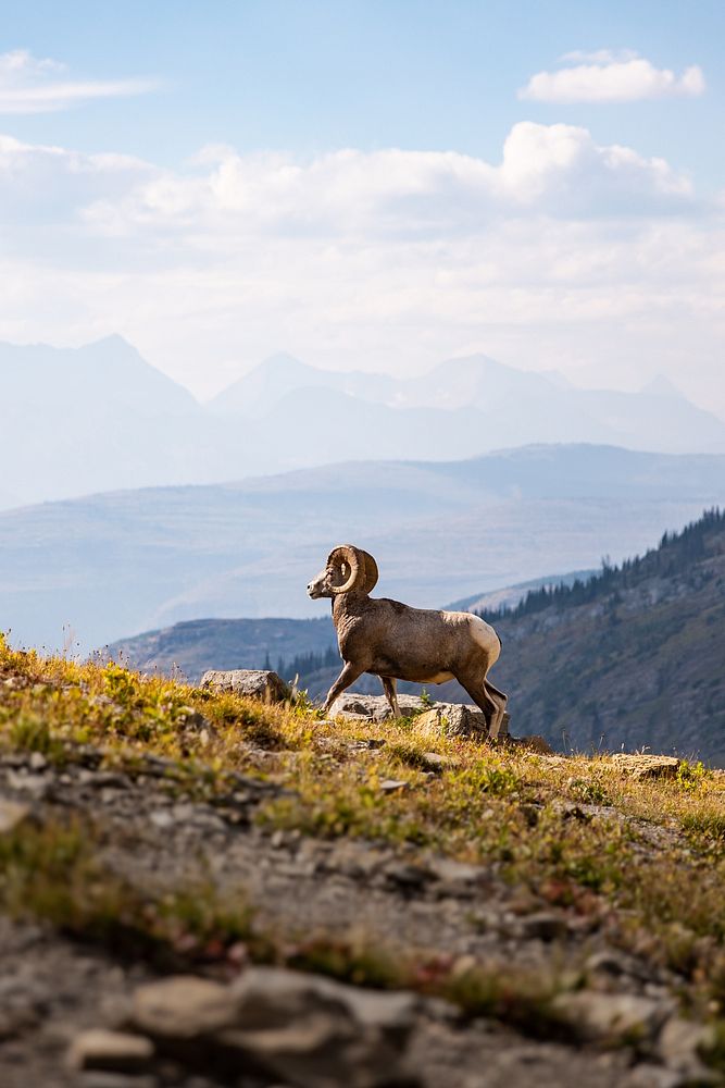 A Bighorn Sheep Ram Walks Uphill with Mountains in the Background.