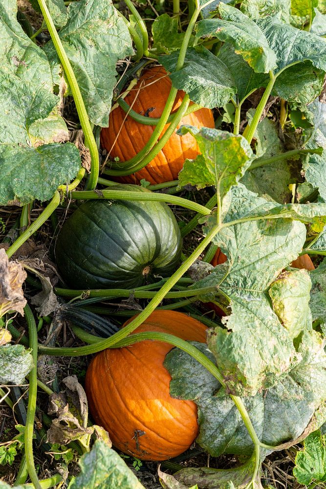 Pumpkins grow at Cornucopia Farm in Scottsburg, IN. Original public domain image from Flickr