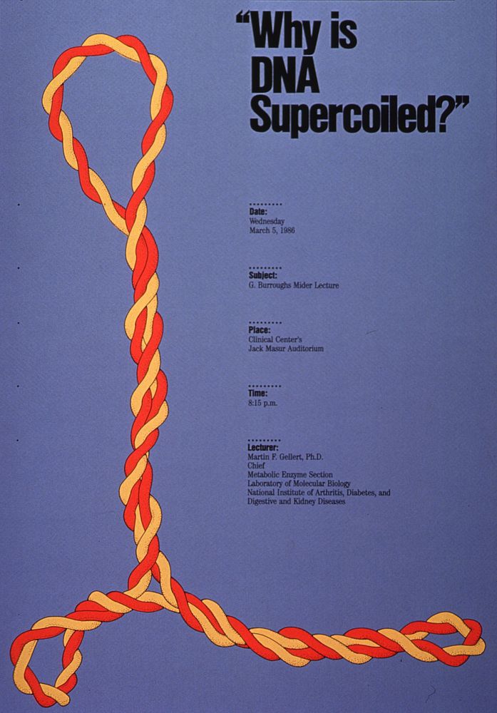 "Why is DNA supercoiled?" Gray poster with black lettering and accents announcing lecture by Martin F. Gellert, Ph.D., Mar.…
