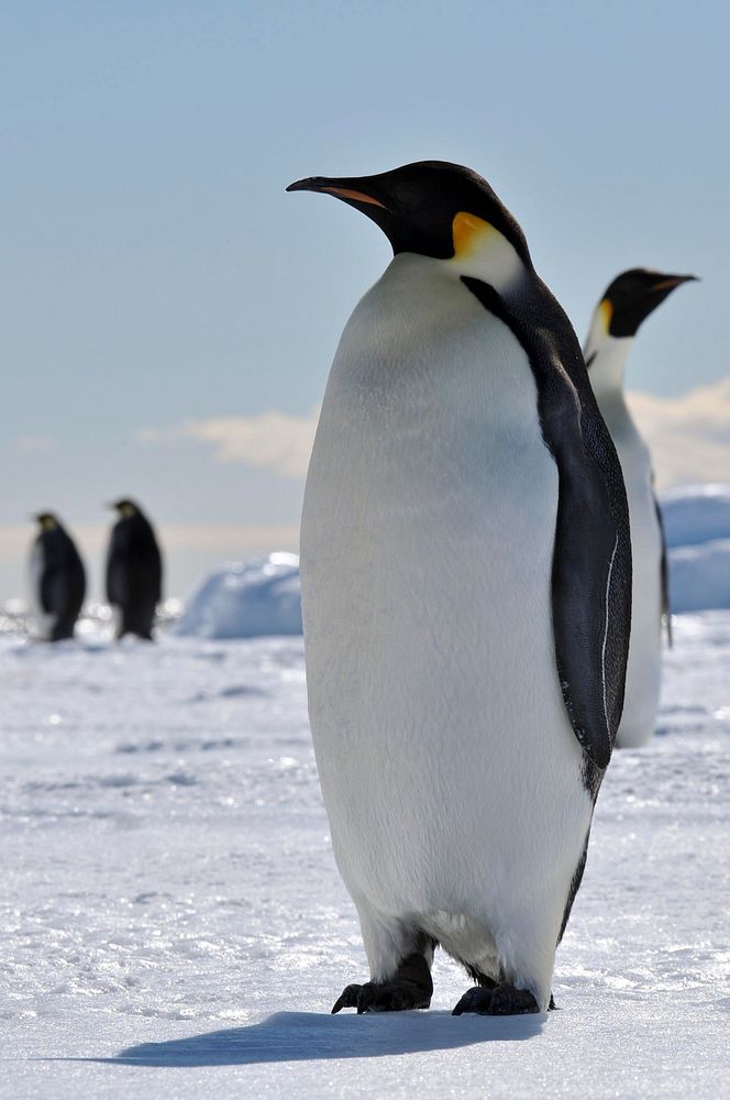 U.S. Ambassador in Antarctica 2010 - Day 3From U.S. Ambassador Huebner's Blog: