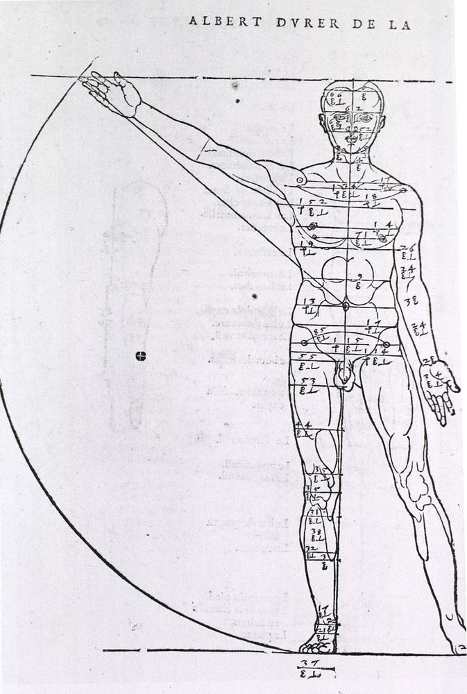 Anatomy - Artistic: Illustrations on Correct Proportions of Human Anatomy.