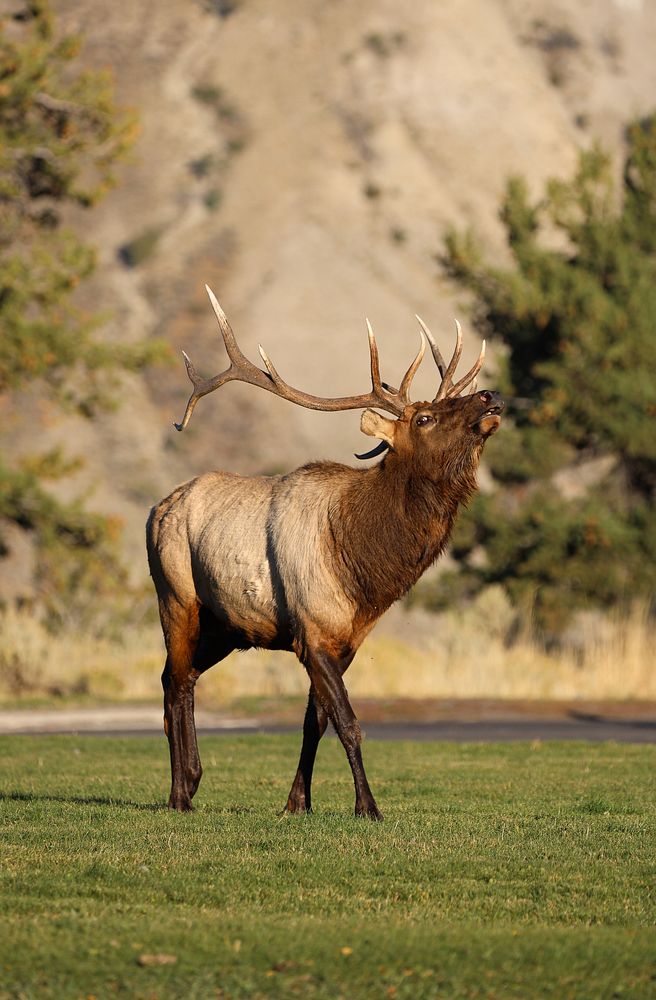 Bull elk bugling during the rut