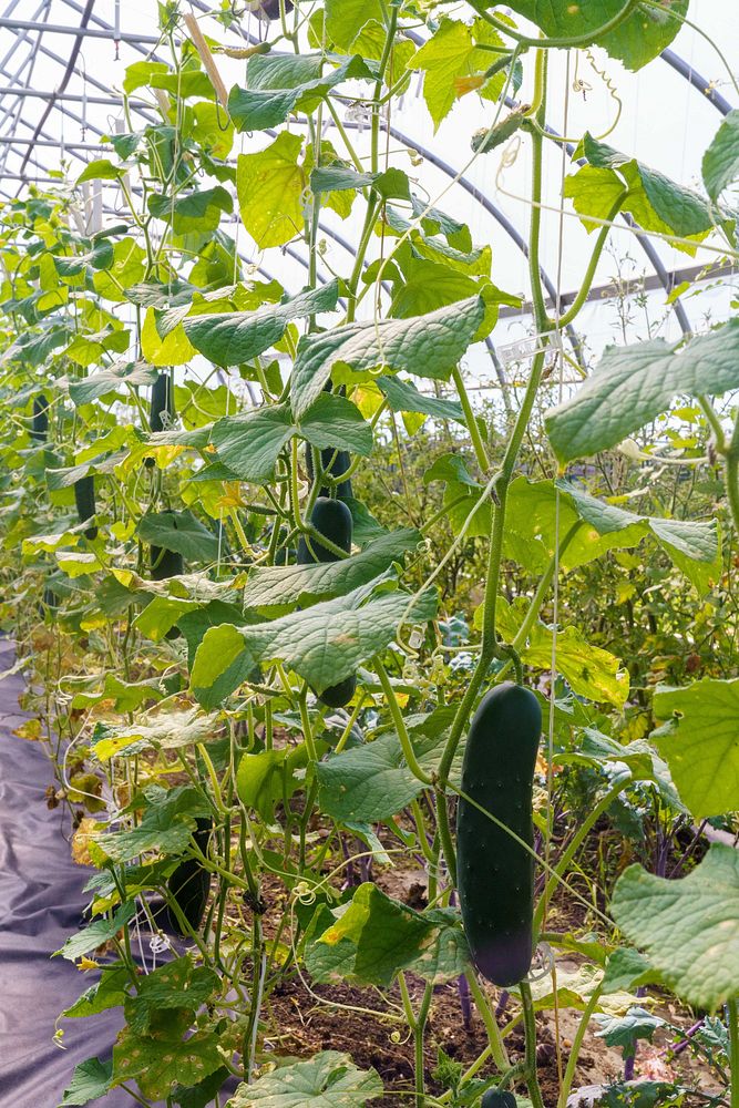 Cucumbers grow in a high Free Photo rawpixel
