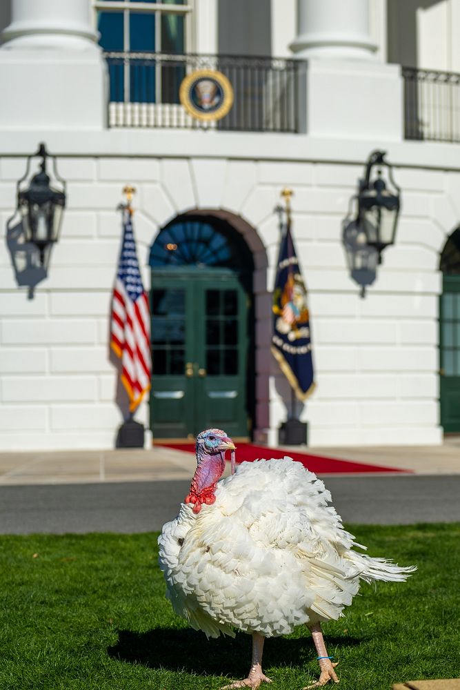 “Chocolate”, The 2022 National Thanksgiving Turkey, on Monday, November 21, 2022, on the South Lawn of the White House.