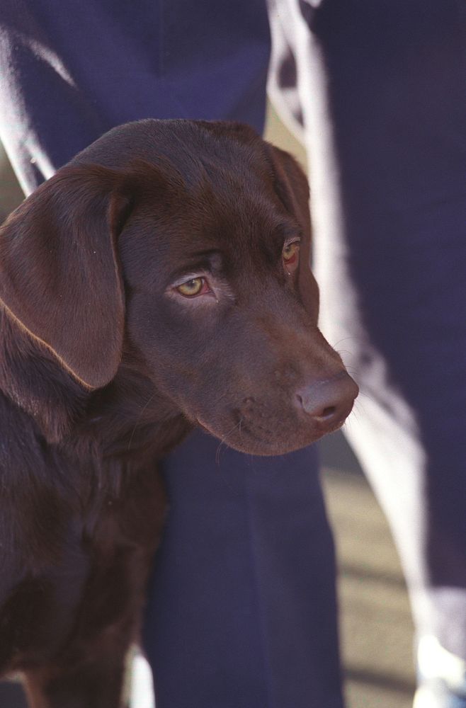 Photograph of Buddy the Dog: 12/14/1997. Original public domain image from Flickr