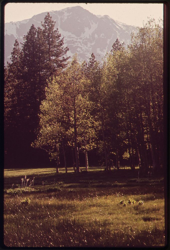 Meadow, 05/1972. Original public domain image from Flickr