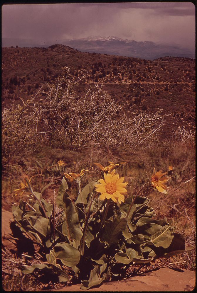 Flowering arnica herb, 05/1972. Photographer: Norton, Boyd. Original public domain image from Flickr