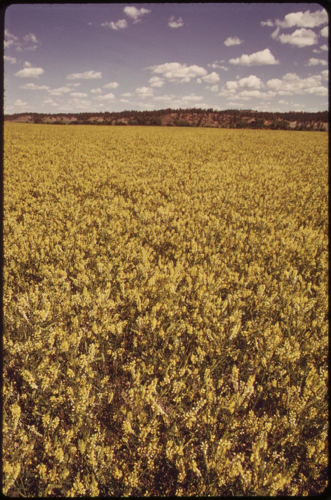Alfalfa field near the Tongue River, 06/1973. Photographer: Norton, Boyd. Original public domain image from Flickr