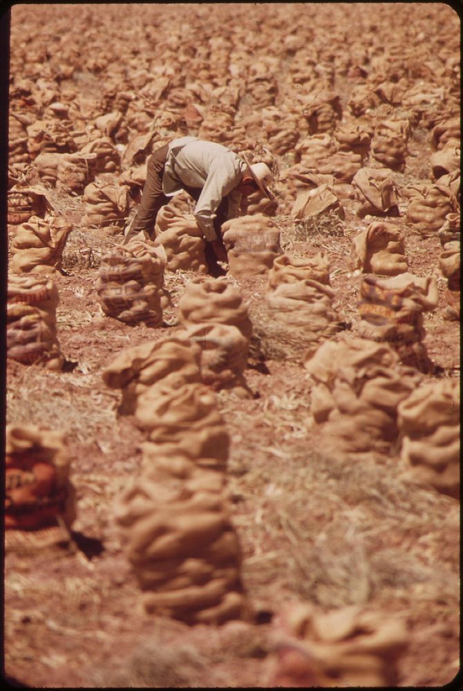 Farm worker ties bags of onions, May 1972. Photographer: O'Rear, Charles. Original public domain image from Flickr