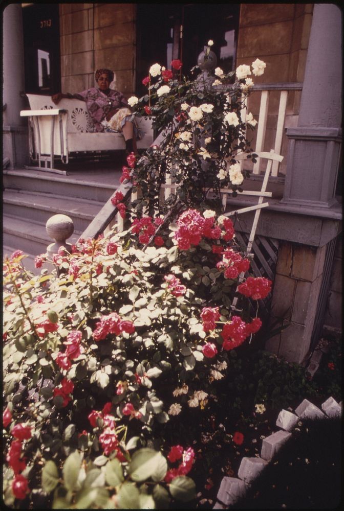 Black Woman Sits On A Porch Swing On Chicago's West Side And Surveys Her Rose Garden, 06/1973. Photographer: White, John H.…