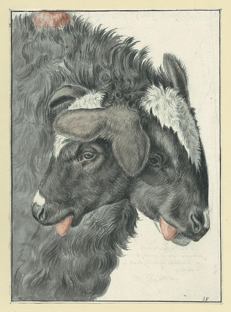 The sheep with two heads. Original public domain image from Flickr