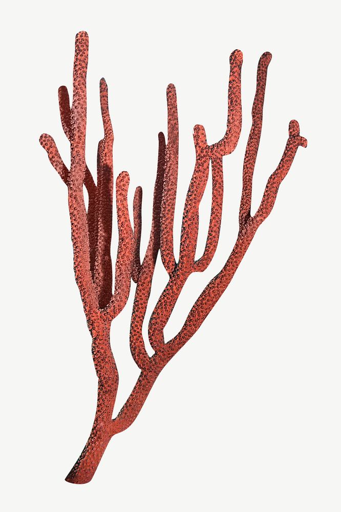Red coral psd isolated design