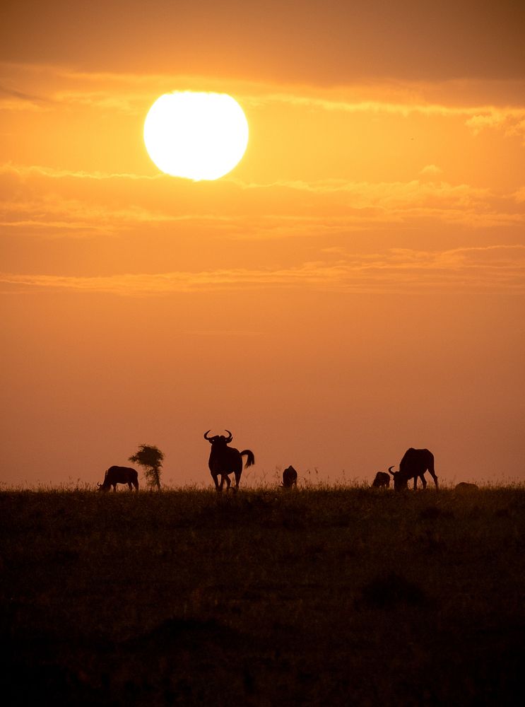 Wildebeest are silhouetted as the sun rises over the Ol Kinyei Conservancy in Kenya's Maasai Mara
