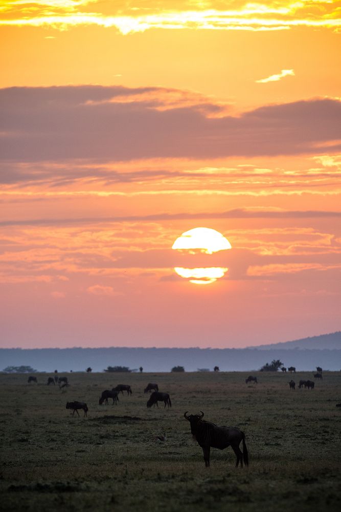 Sun rises over the Ol Kinyei Conservancy in Kenya's Maasai Mara