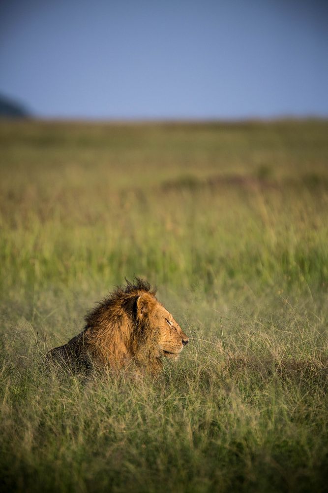 A male lion rests in the grass in the early morning sunlight in Kenya's Maasai Mara National Reserve