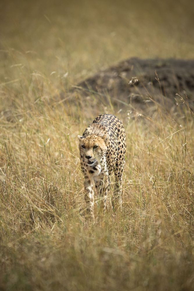 A cheetah stalks through the grass of savannah in Kenya's Masai Mara National Reserve