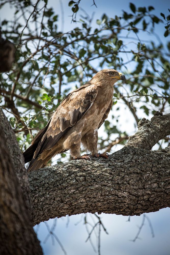 A Tawny eagle sits in a tree near the Oloololo Escarpment in the Mara Triangle