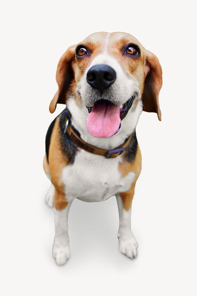 Beagle dog image on white