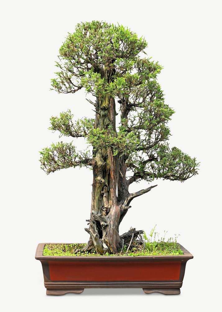 Potted Bonsai tree collage element