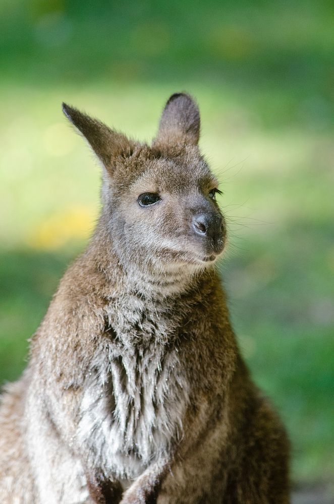 Bennetts wallaby