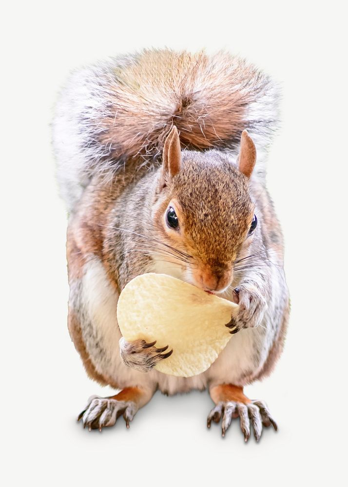 Cute squirrel image