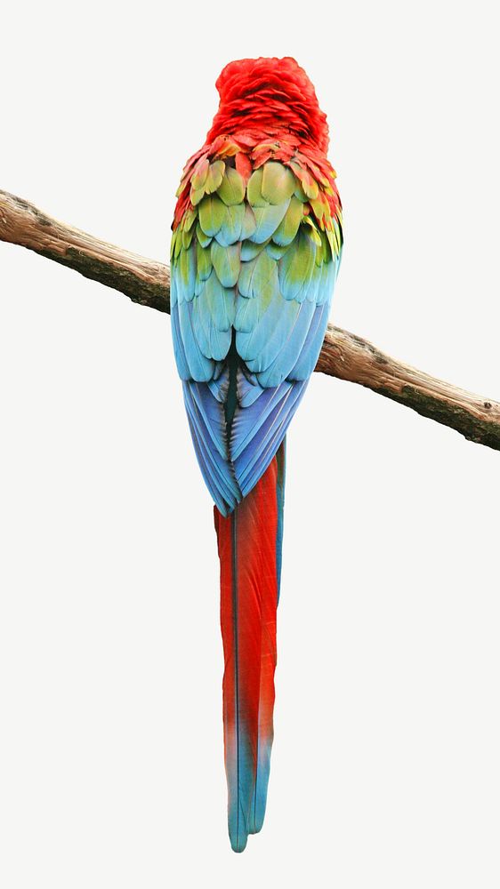 Scarlet Macaw parrot image