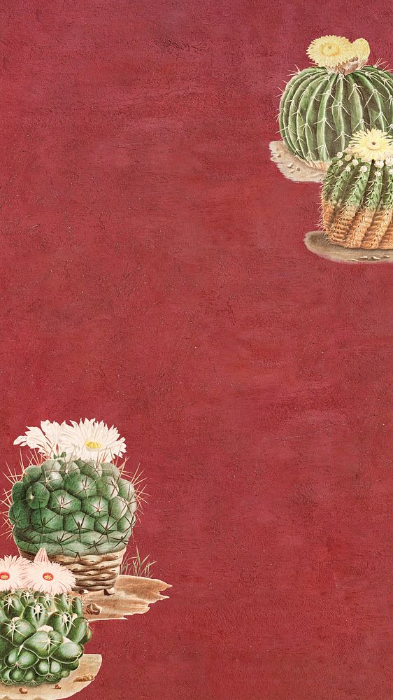 Red cactus illustration iPhone wallpaper