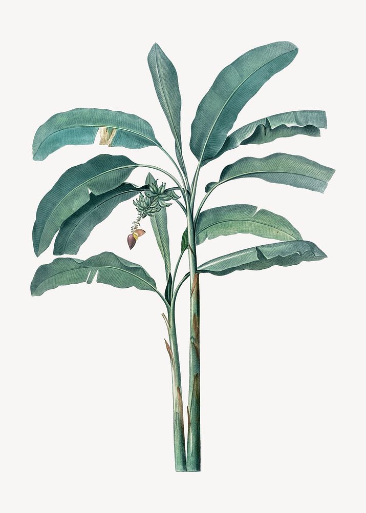 Tropical banana tree illustration psd