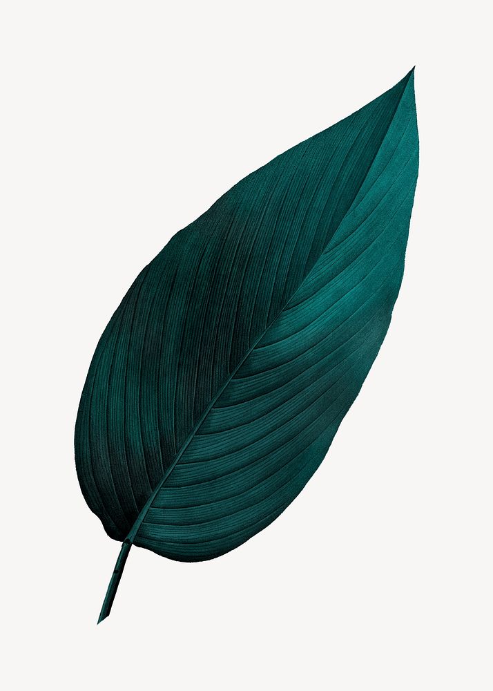 Vintage dark green leaf illustration psd