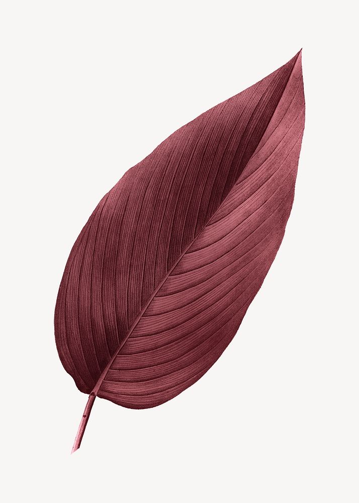 Vintage Autumn red leaf illustration psd