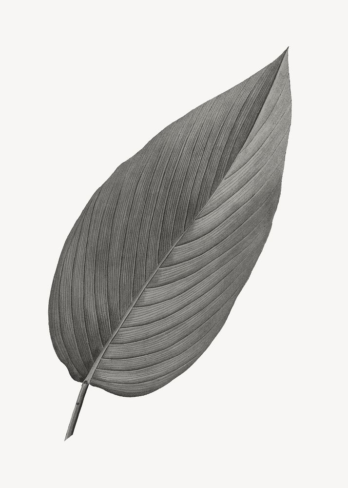 Vintage gray leaf illustration psd