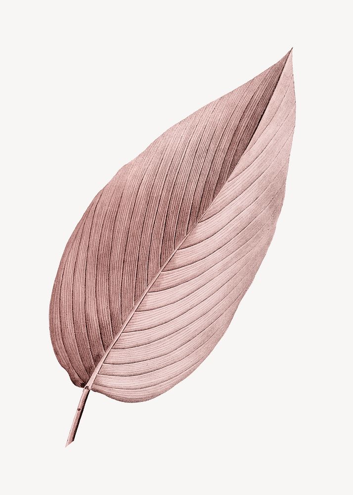 Vintage Autumn pink leaf illustration psd