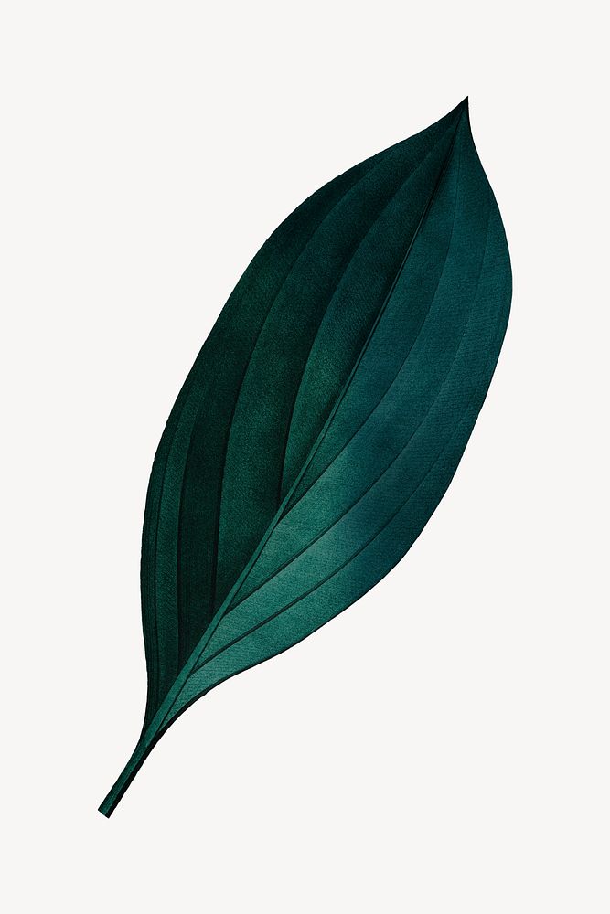 Vintage dark green leaf illustration psd