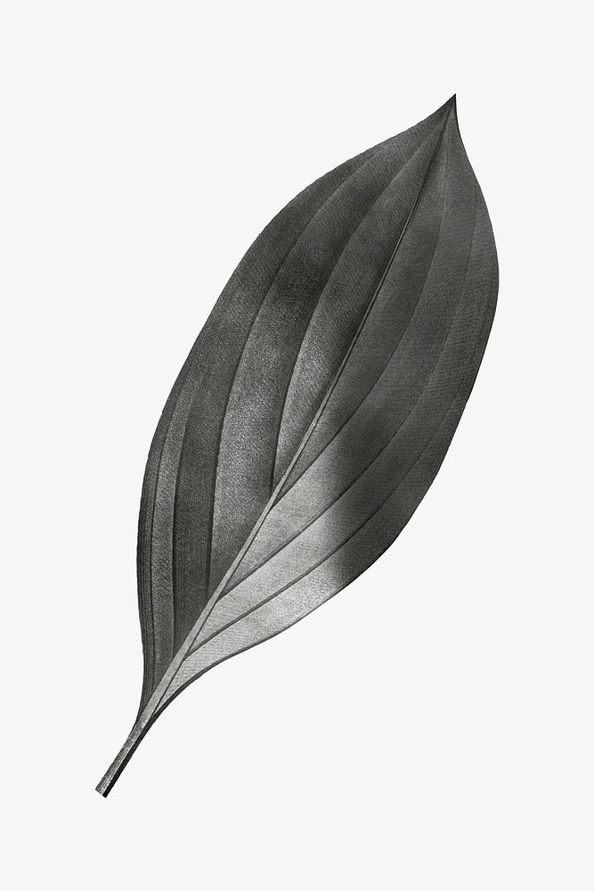 Vintage gray leaf illustration psd