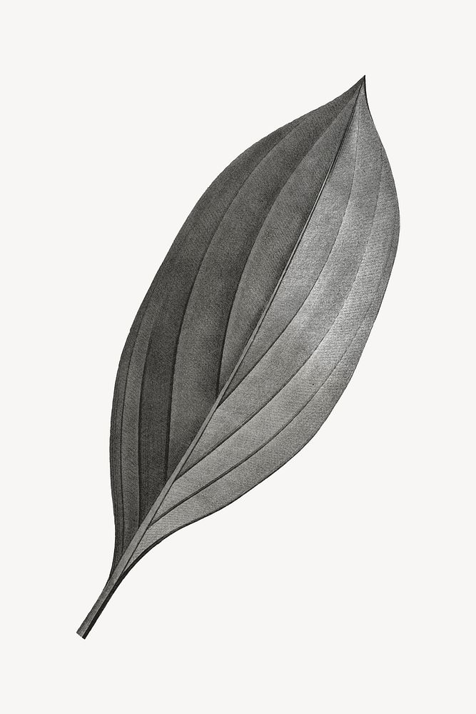 Vintage gray leaf illustration psd