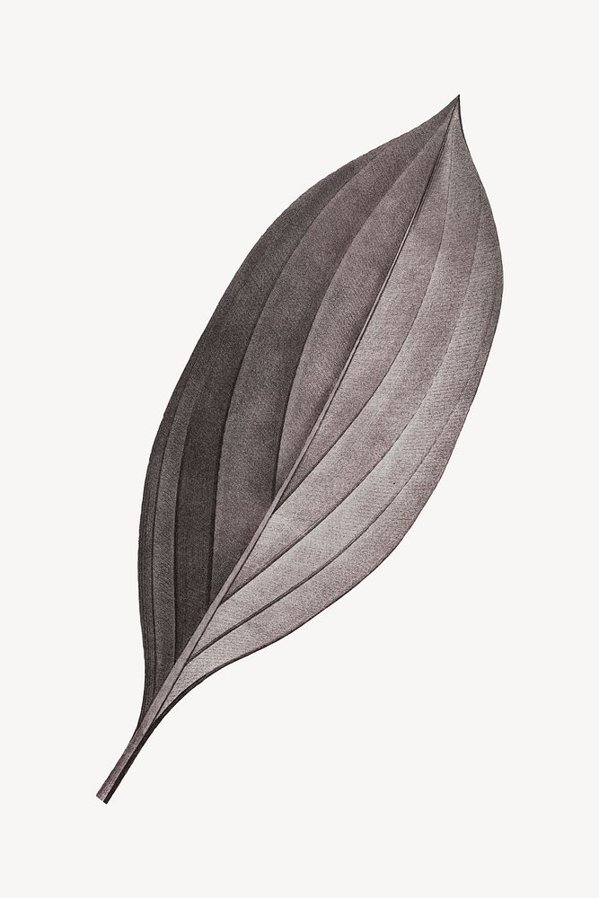 Vintage Autumn gray leaf illustration psd