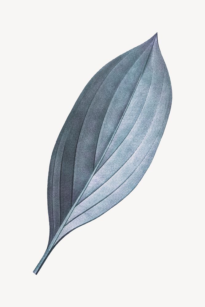 Vintage blue leaf illustration psd