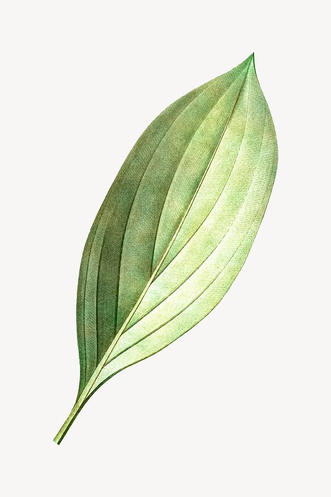 Vintage green leaf illustration psd