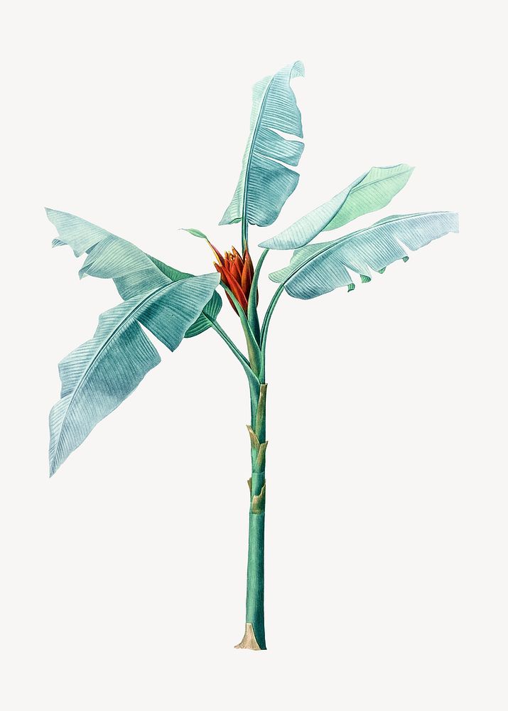 Vintage tropical heliconia plant illustration psd