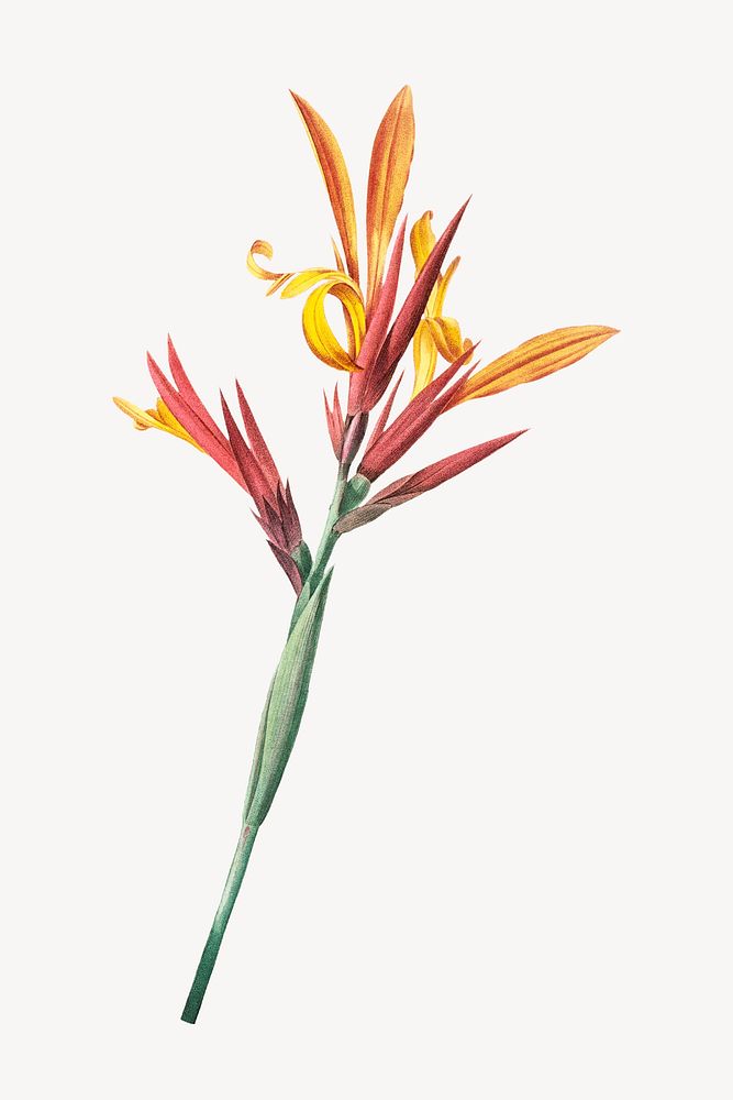 Orange flowers, Canna glauca plant, tropical plant illustration psd