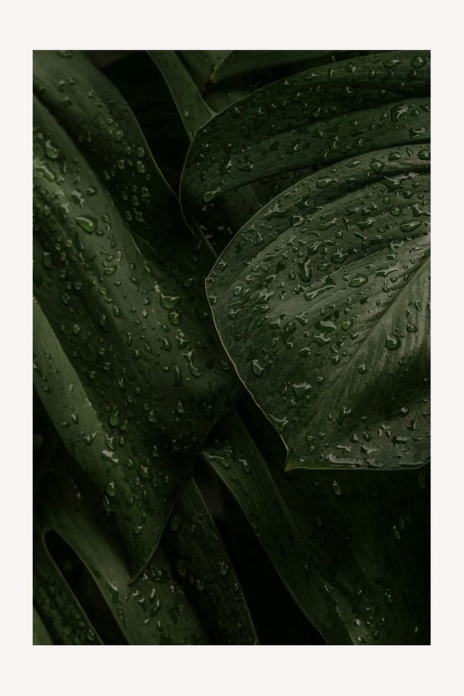 Dewy monstera leaf, houseplant design