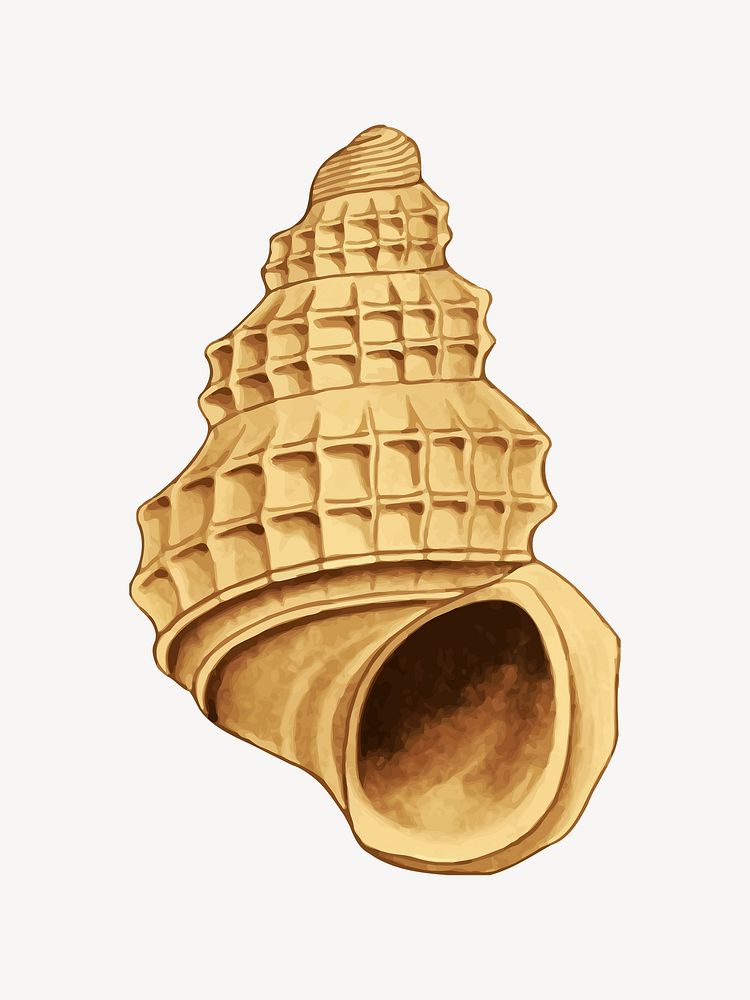 Conch clip  art. Free public domain CC0 image. 