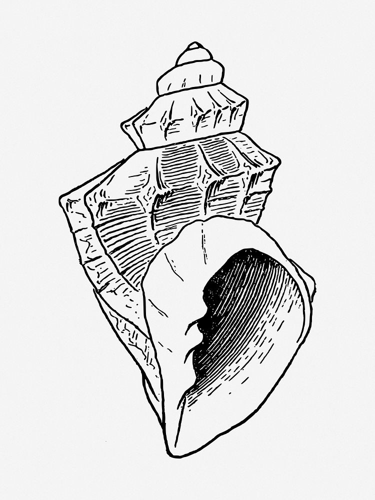 Conch clip art isolated design. Free public domain CC0 image.