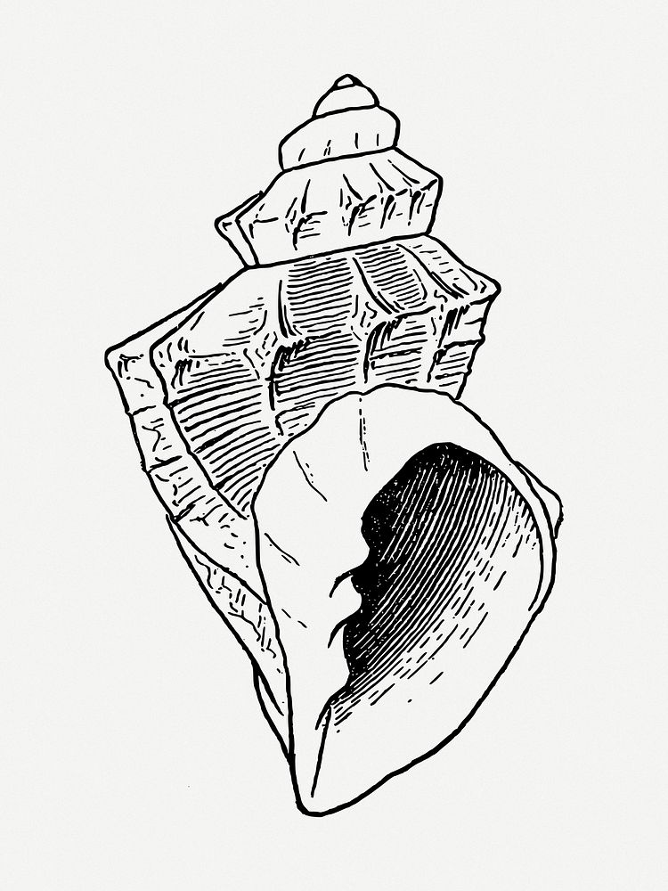 Conch clip art psd. Free public domain CC0 image.