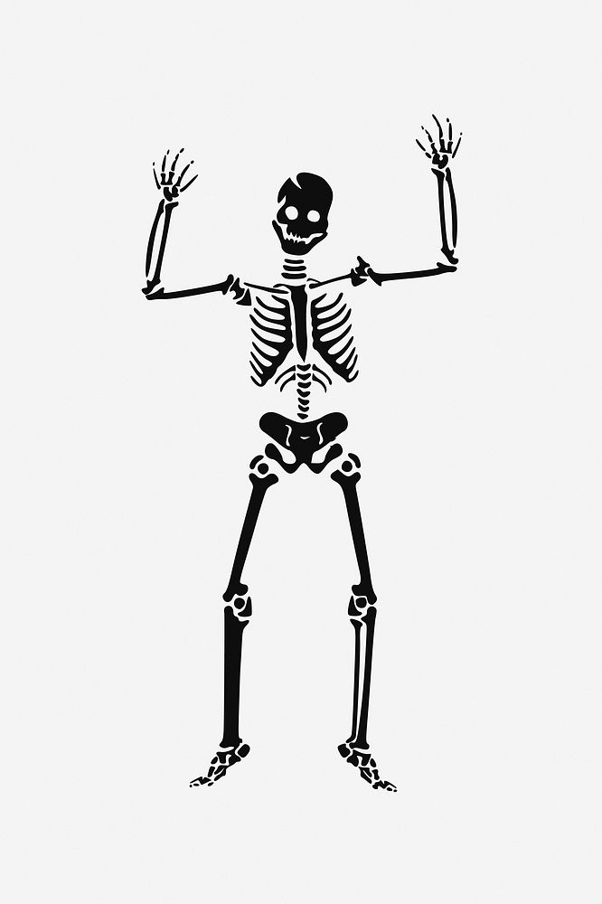 Human skeleton clipart vector. Free public domain CC0 image.