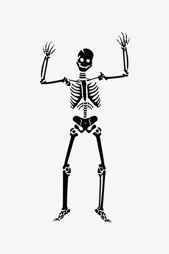 Human skeleton illustration. Free public domain CC0 image.