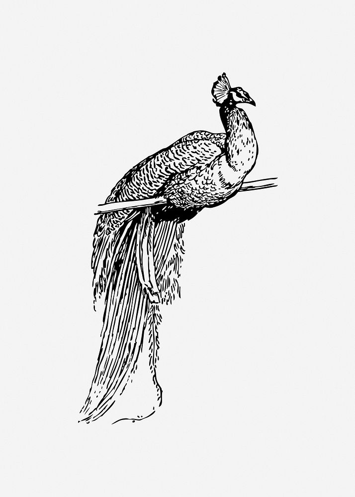 Peacock collage element vector. Free public domain CC0 image.