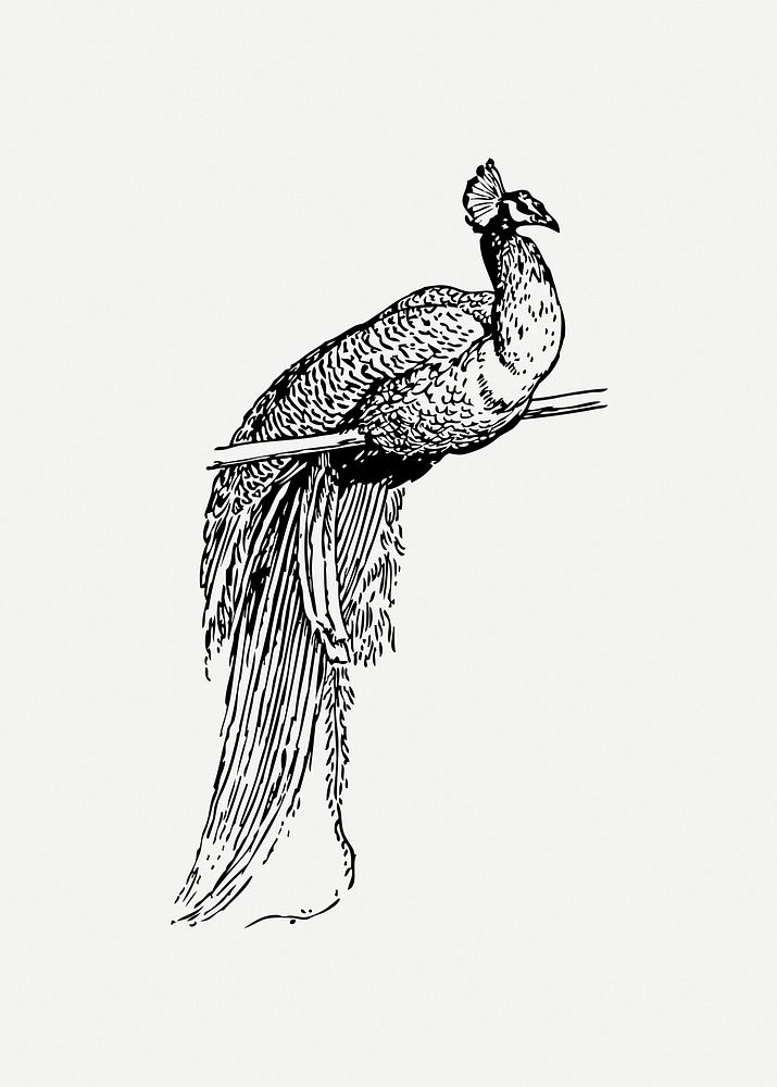 Peacock illustration psd. Free public domain CC0 image.