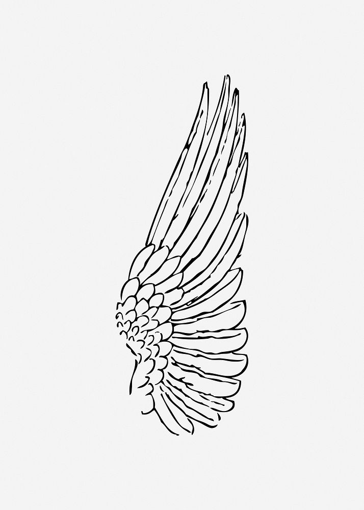 Bird wing illustration. Free public domain CC0 image.